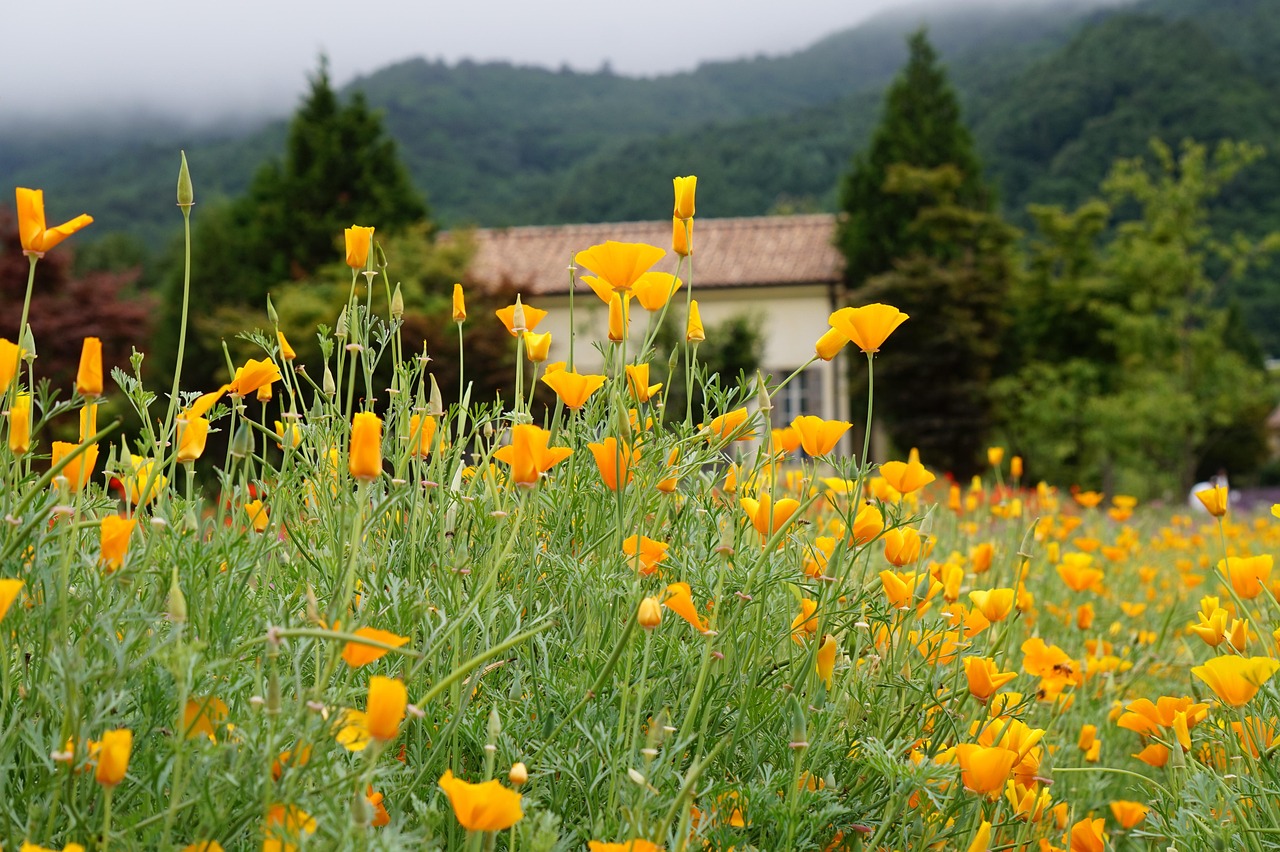 DDOS平台|散花购买平台