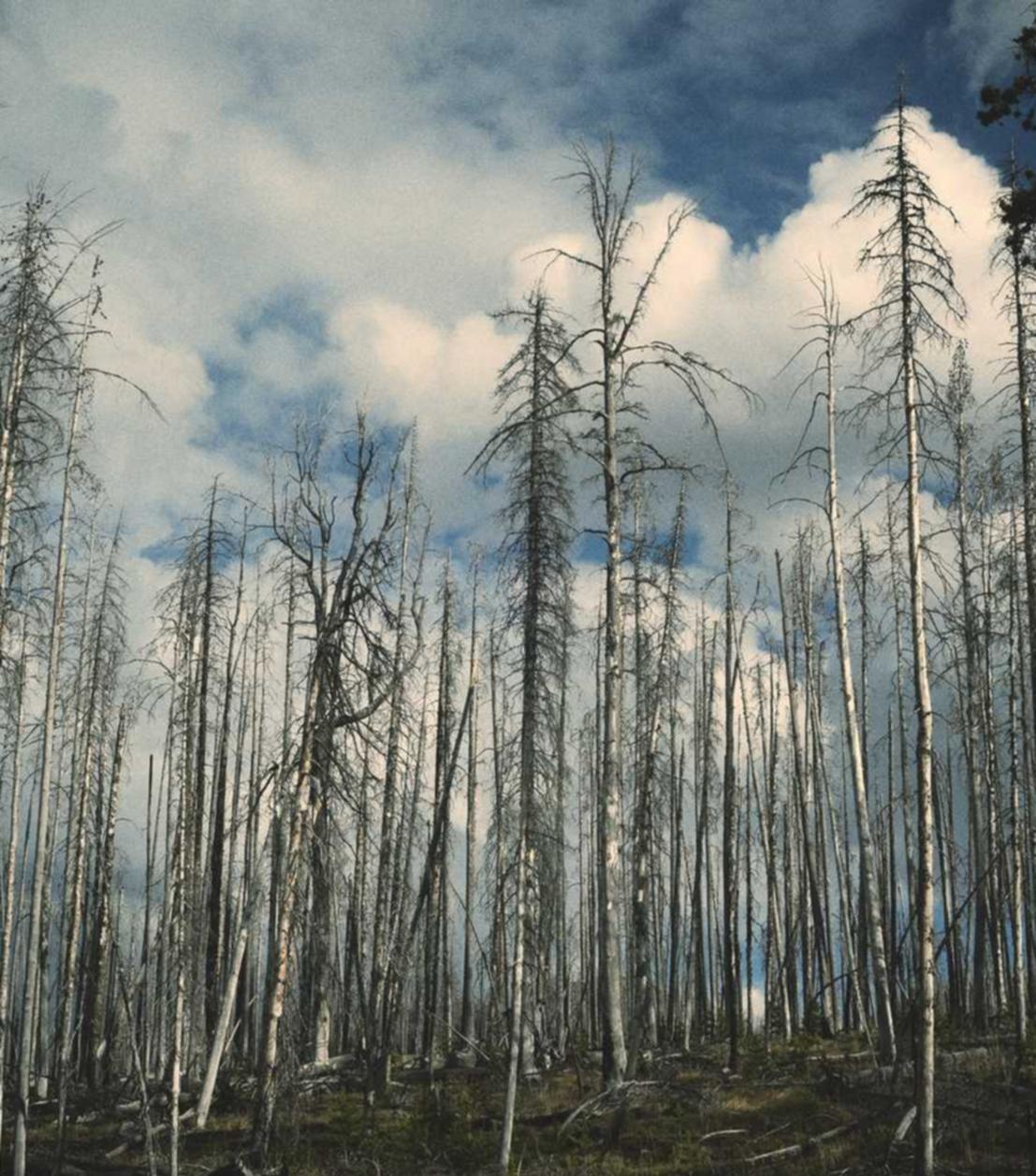 长亭科技实名账号：wise外汇平台开户教学